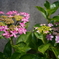 紫陽花三態3