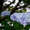 紫陽花三態2