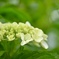 紫陽花