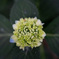 紫陽花
