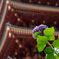 紫陽花 斜め