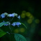 曇天に愛でる七段花
