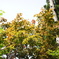 イロハモミジ　DSC00651