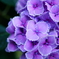 紫陽花
