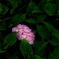 紫陽花