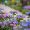 紫陽花