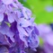 雫華