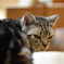 猫カフェにて