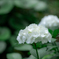 (白紫陽花）