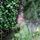 （topiary）