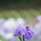花ショウブ