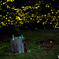 Light Fairy