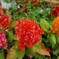 カスミソウとケイトウ寄せ植え