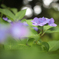 紫陽花