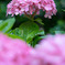 紫陽花の扉