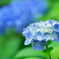 紫陽花