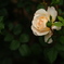 薔薇が咲いた