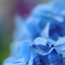 紫陽花
