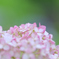 紫陽花まつり