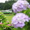 紫陽花の中駆け走る気動車
