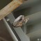 猛禽