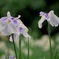 雨上がりの花菖蒲