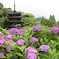 五重塔とアジサイ