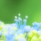 梅雨のはな２