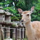 春日大社の前でお出迎え