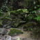 岩と苔