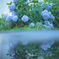 紫陽花の咲く道 6