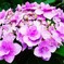 紫陽花
