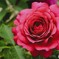 情熱の赤い薔薇