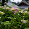 雨中の紫陽花