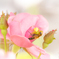 薔薇と虫たち
