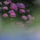 雨上がりの紫陽花