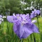 雨上がりの花菖蒲