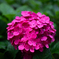 紫陽花