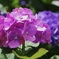 華 #307