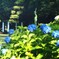 紫陽花の咲く公園 (5)