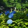 紫陽花の咲く公園 (6)