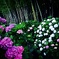 紫陽花と竹林