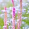 spring path 286