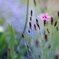 spring path 314