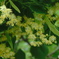 菩提樹の花