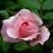 家の薔薇咲く