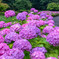紫陽花の小路
