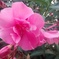 ピンクの花_1