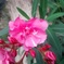ピンクの花_3