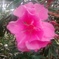 ピンクの花_4